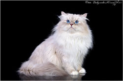 рафаэль отец