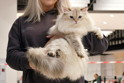 Варя для кошек