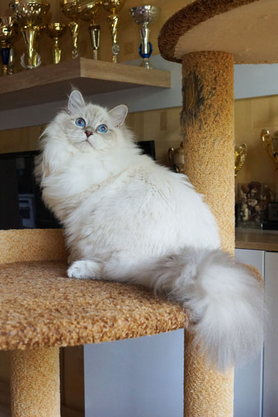 Уточка для кошек