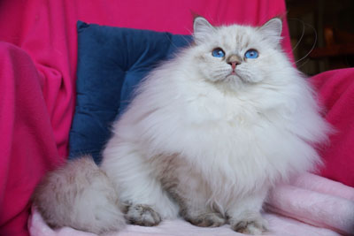 Варя для кошек
