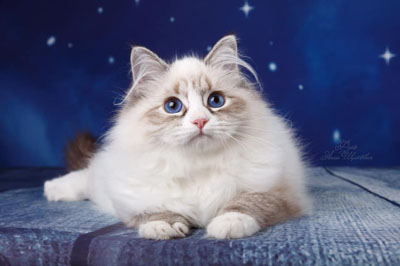 Домино для сайта