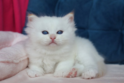 Флёр для сайта
