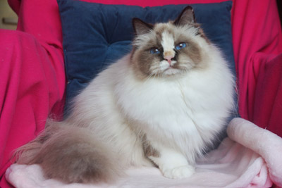 Варя для кошек