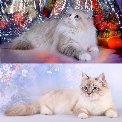 ингрид и марк