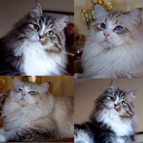 коллаж